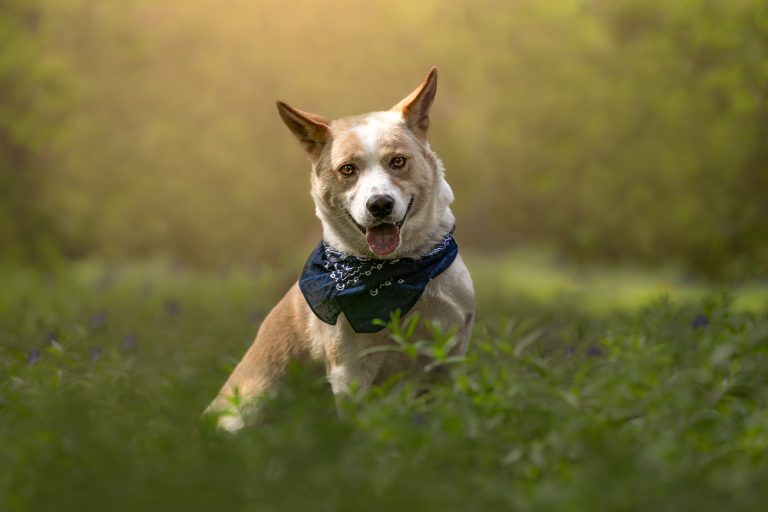 Hundefotografie – Meine Lieblings-Objektive