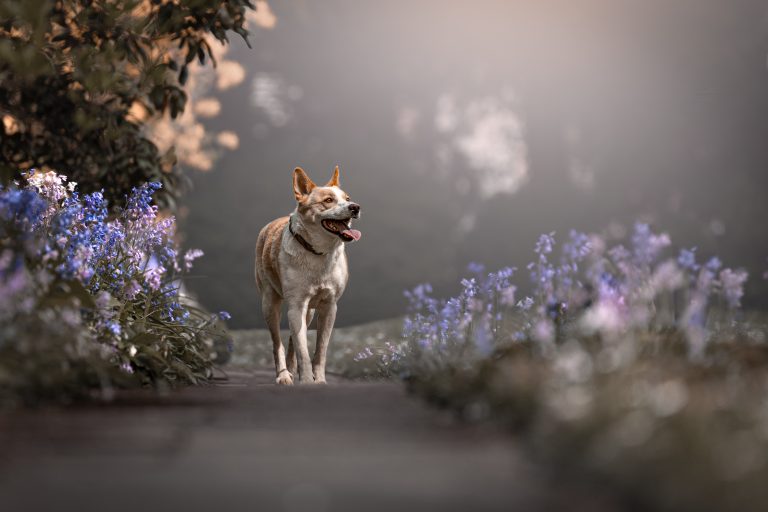 Hundefotografie – Was macht Professionalität aus