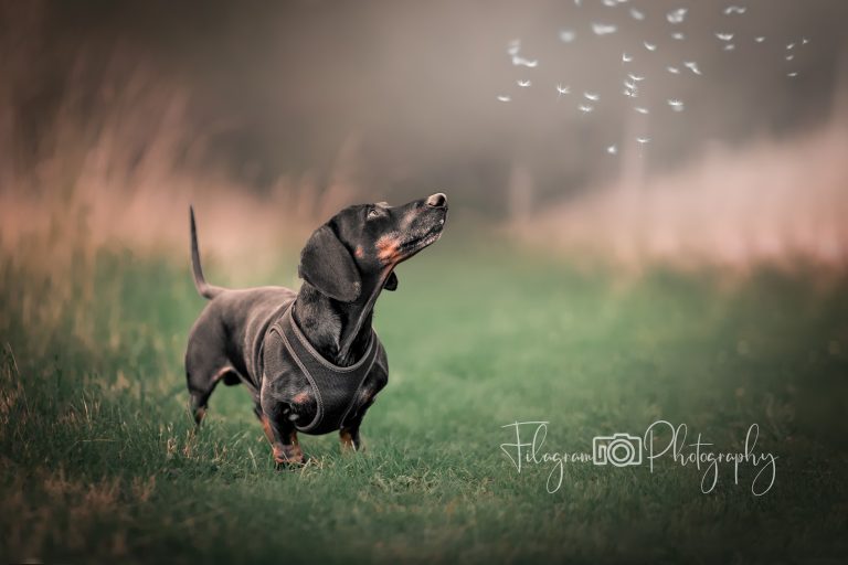 Die Bedeutung der Nachbearbeitung in der Hundefotografie