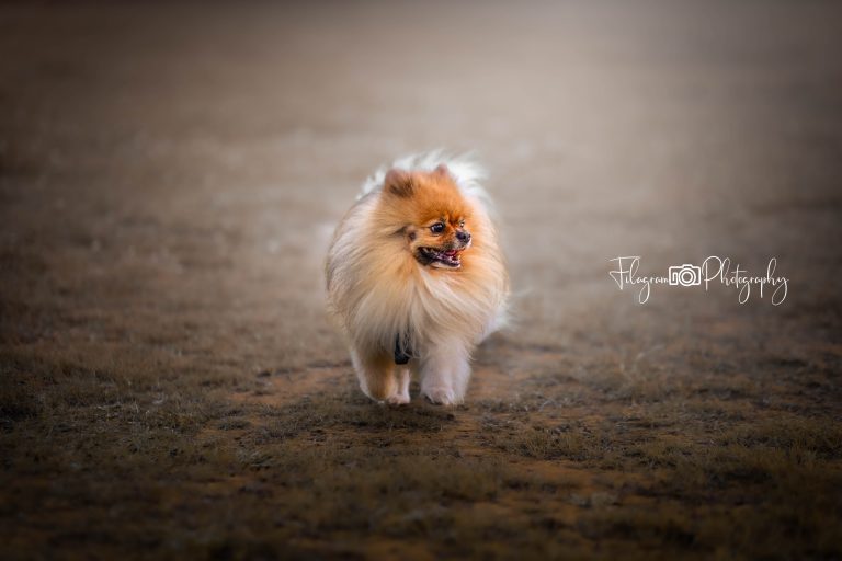 Basics der Kamera Einstellungen in der Hundefotografie