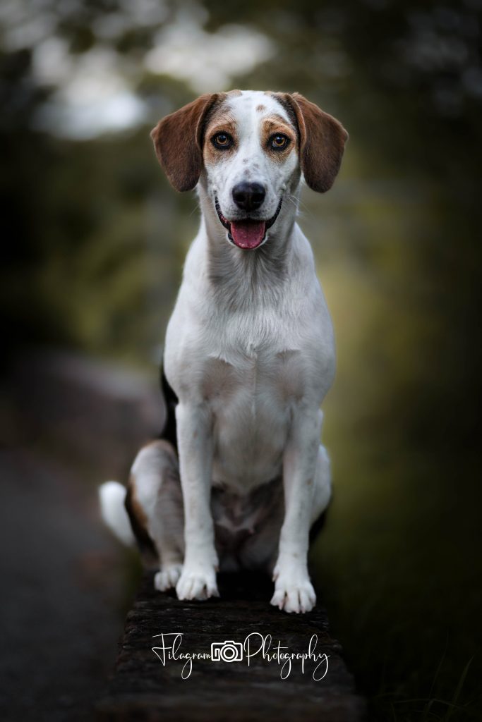 Fotograf für Deinen Hund | Hundefotograf im Kreis Heinsberg