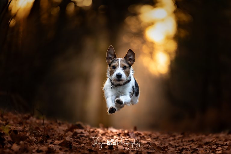 Canon R6 Hunde Actionfotografie Ratgeber Autofokus