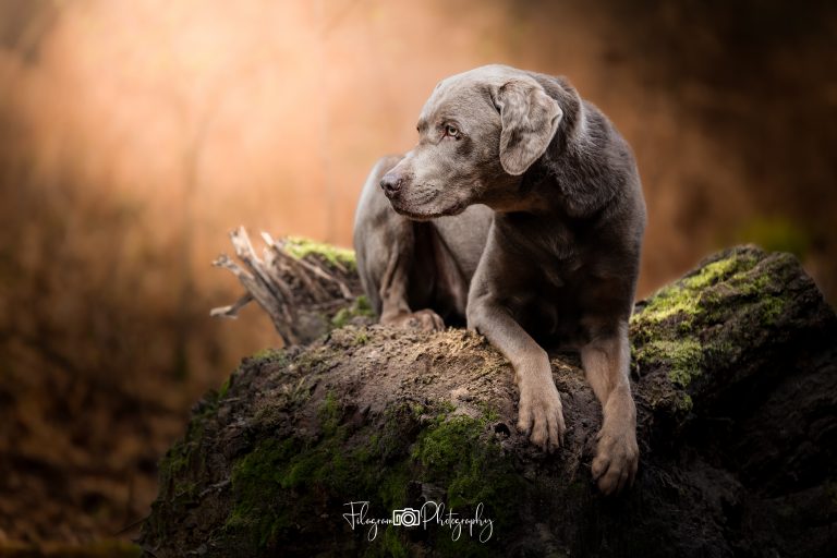 Die Wahl der perfekten Location für die Hundefotografie