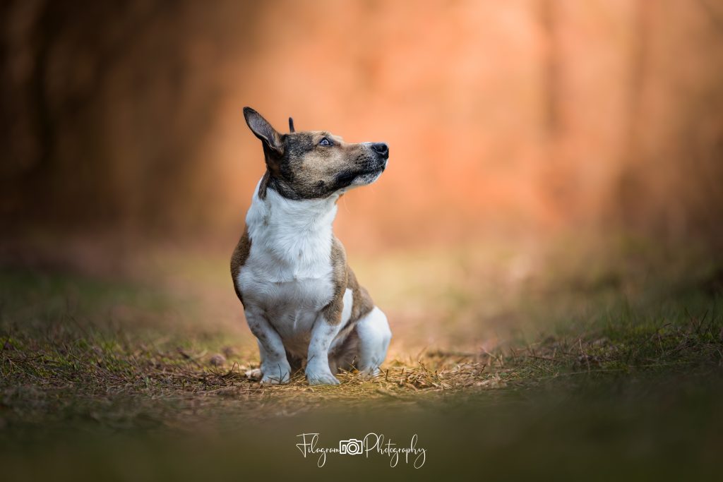 Erkelenz - Hundefotos Erkelenz, Hundefotograf Erkelenz, Hundebilder Erkelenz