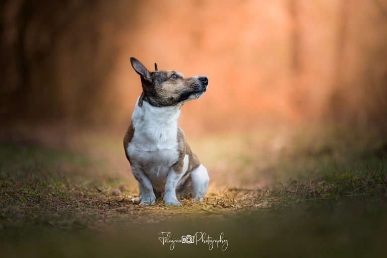 Hundefotos professionell bearbeiten mit Photoshop und Camera Raw