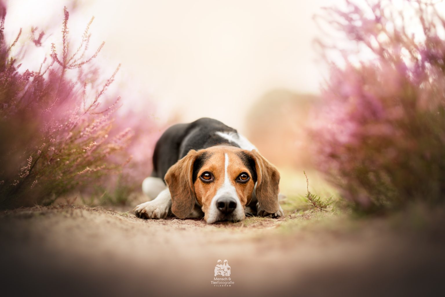 beagle liegend auf boden wassenberg
