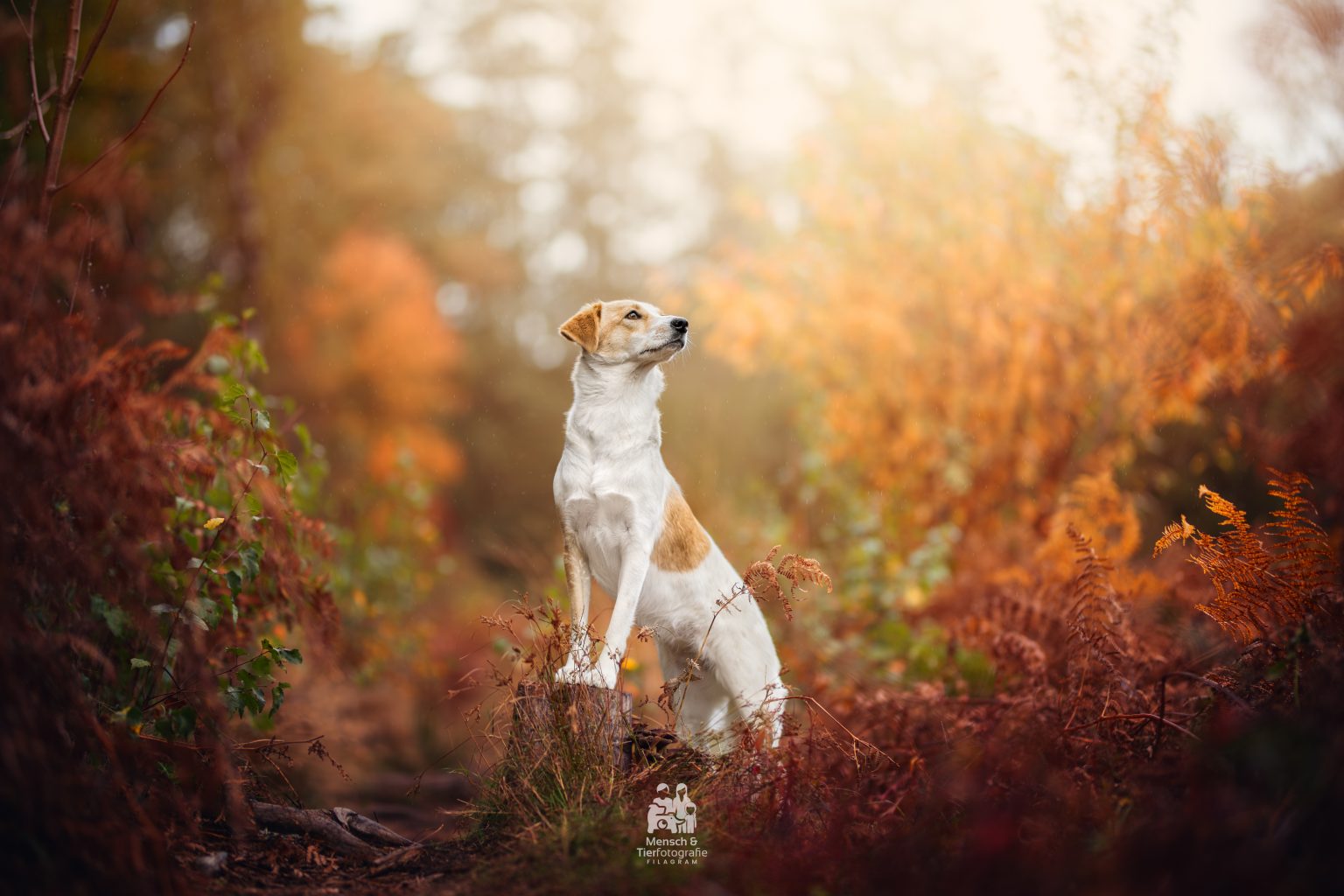 hundefoto herbstlich