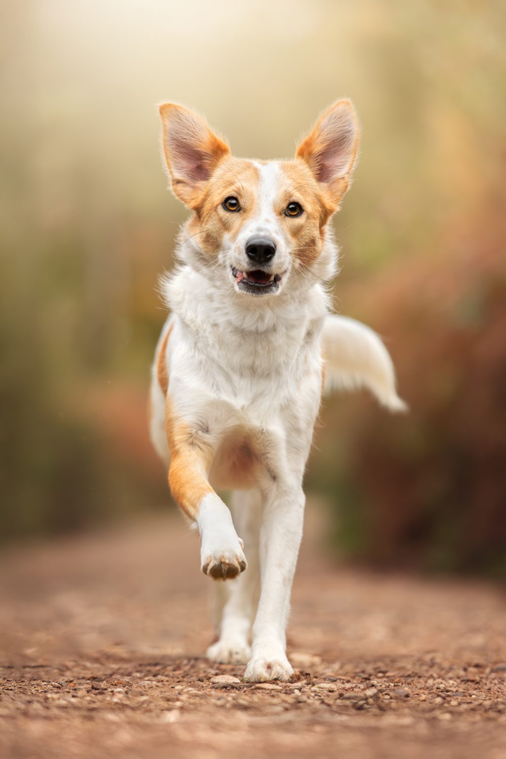 Action foto hund wassenberg