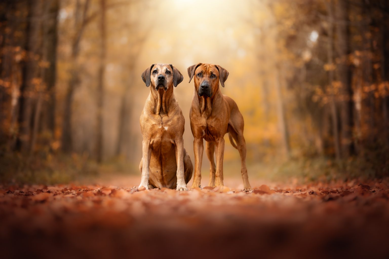 hund wassenberg personen