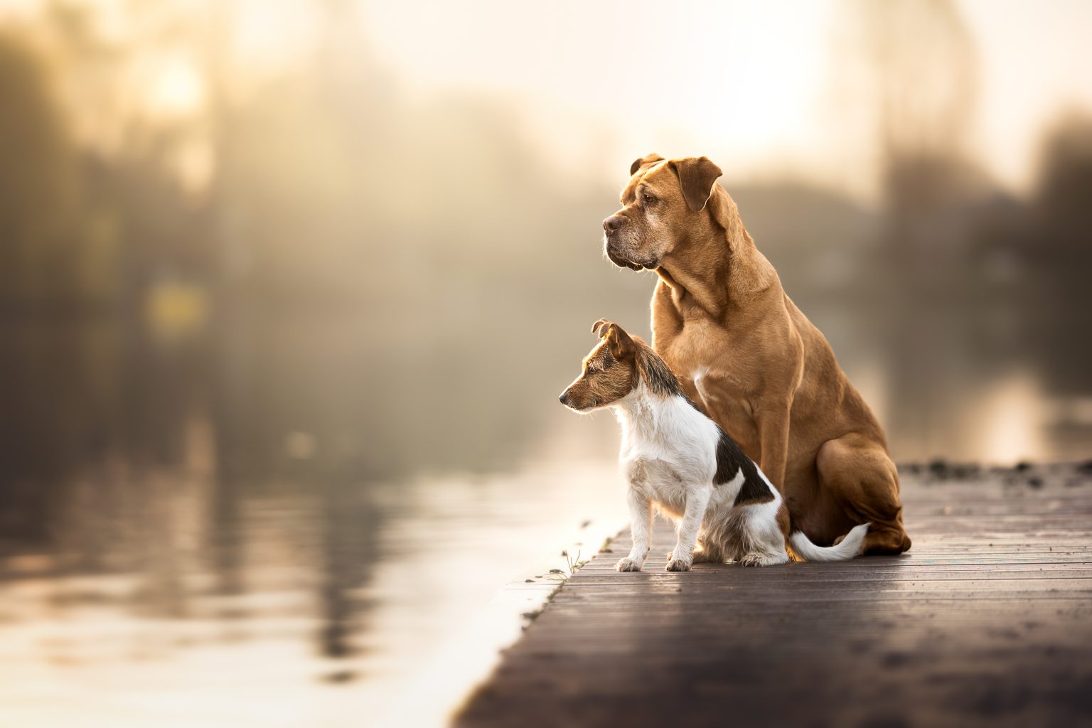 2 hunde am lago in heinsberg auf einem steg