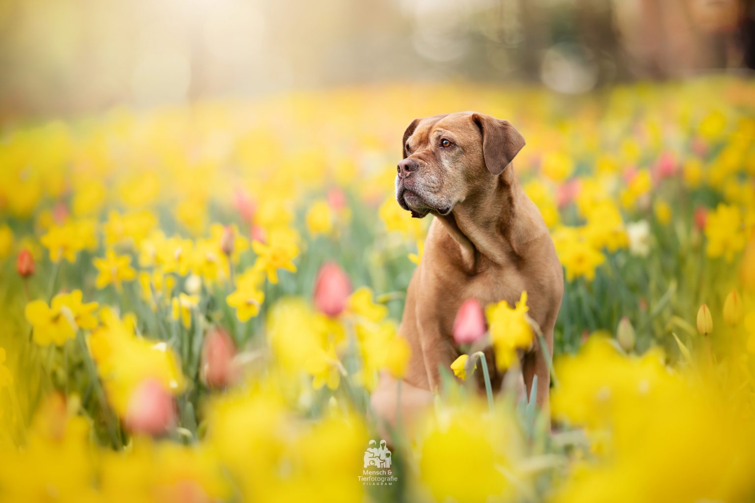 Hund im narzissenfeld in heinsberg