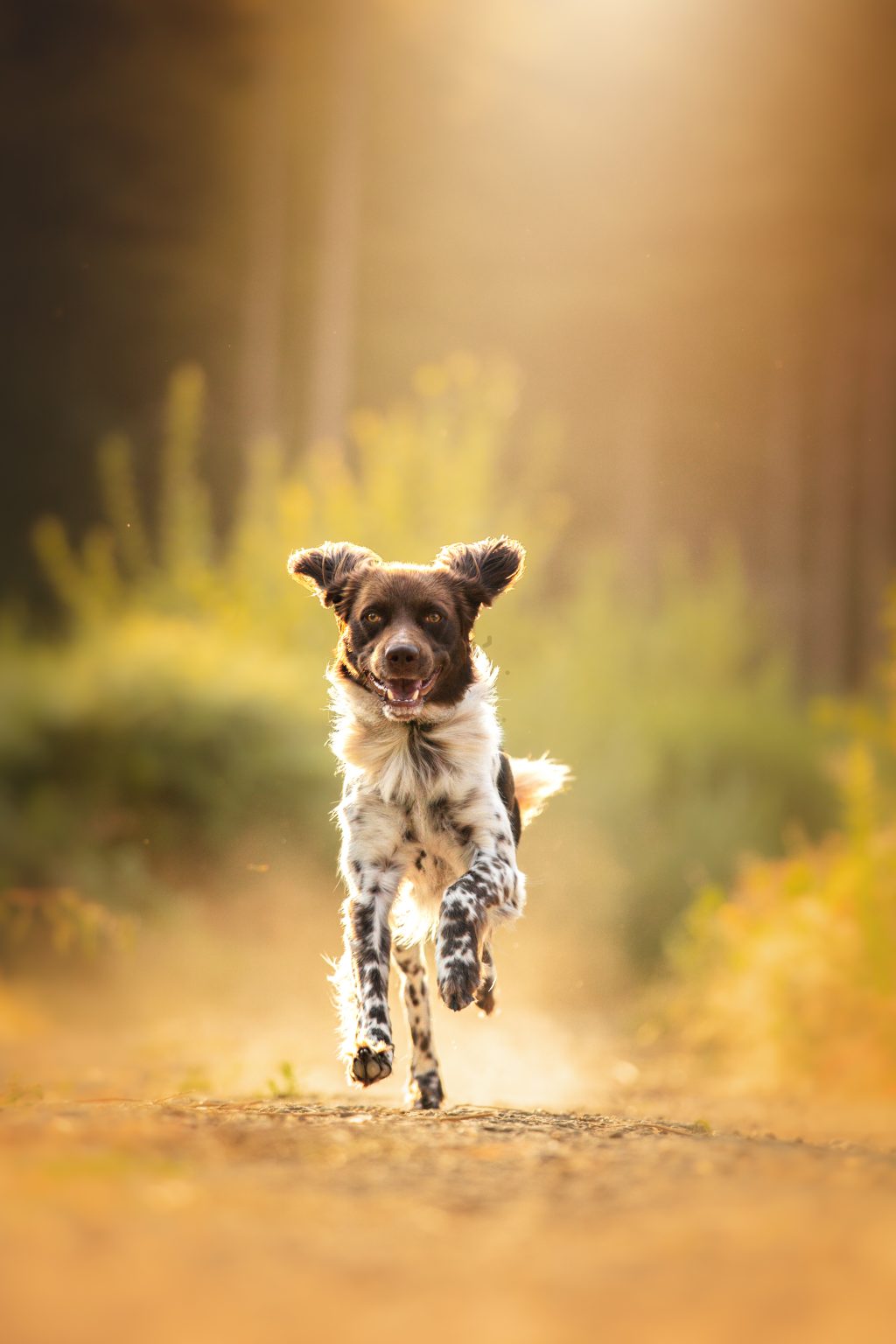 Actionfoto Hund in Bewegung Erkelenz