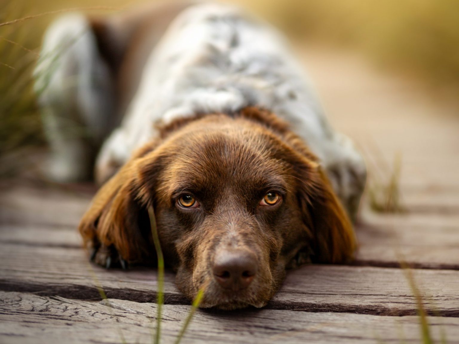 Hundeshooting Grünzug Süd Erkelenz