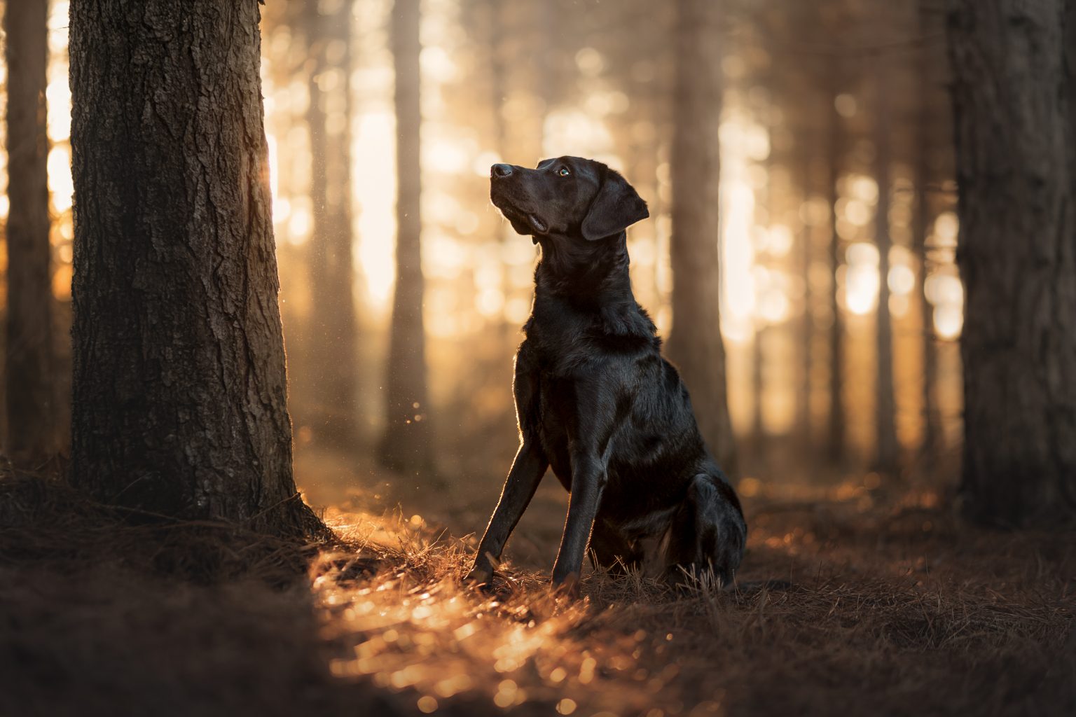 Hundefotografie Erkelenz Wildenrath