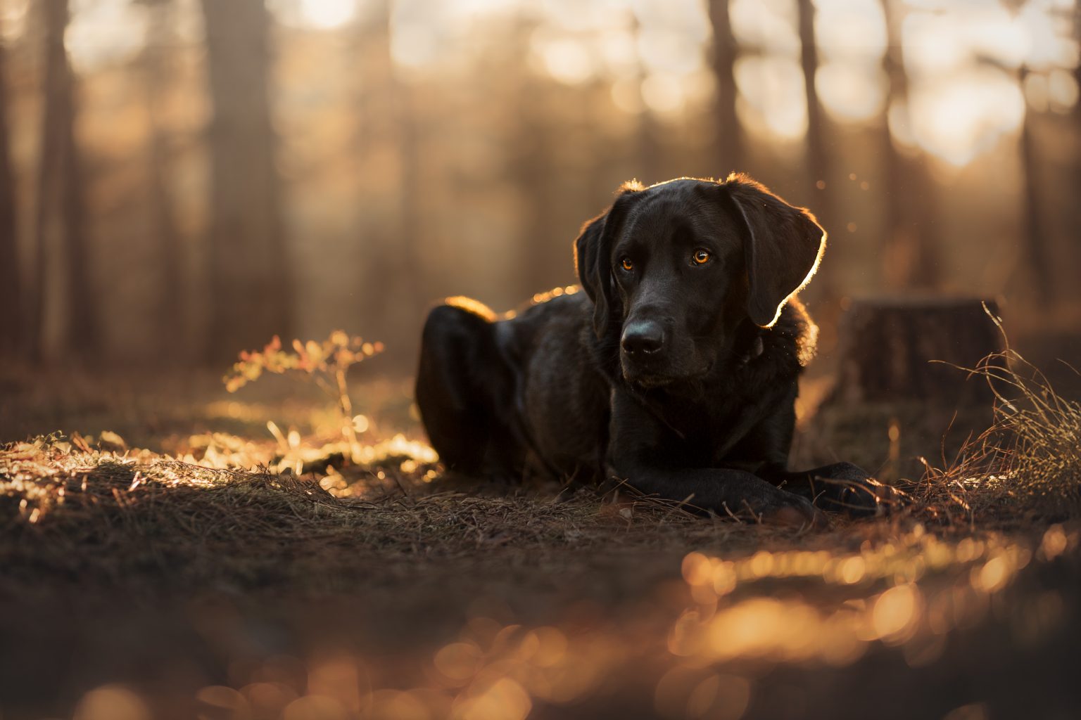 Portraitfoto Hund im natürlichen Licht